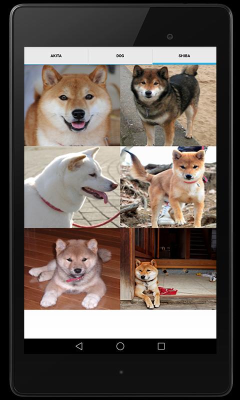 Akita Dog Sounds