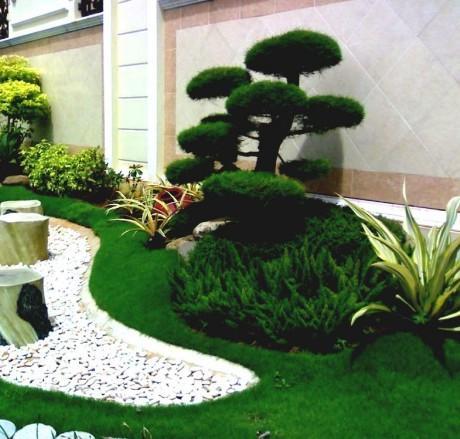 bonsai plants