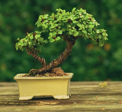 Bonsai For Beginners