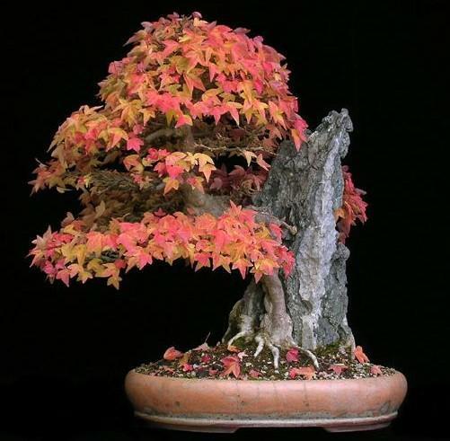 Bonsai For Beginners