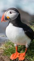 Atlantic Puffin Wallpapers HD