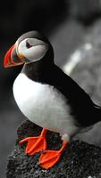 Atlantic Puffin Wallpapers HD
