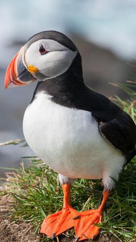 Atlantic Puffin Wallpapers HD