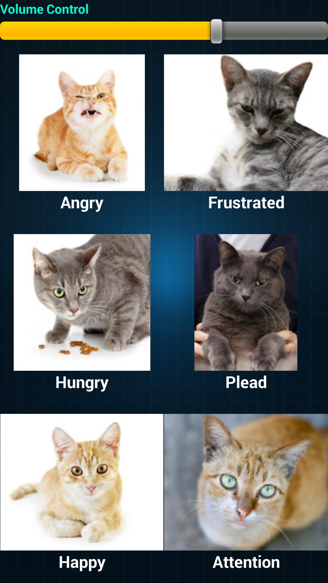 Cat Language Translator