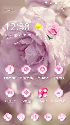 theme rose pink petal pretty