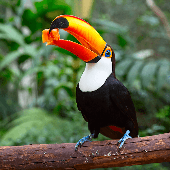 Birds Jigsaw Puzzle Games