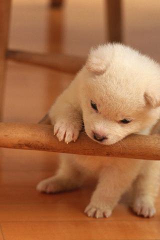 Puppy Puzzle
