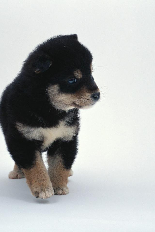 Puppy Puzzle