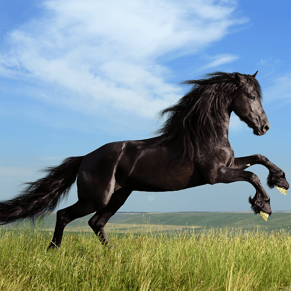 Horses Jigsaw Puzzle Games